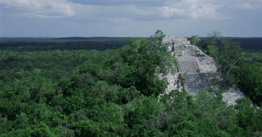 Maya Forest