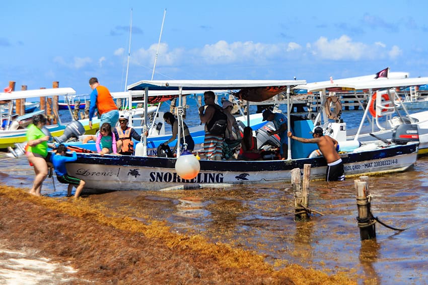Tourists wade through shallow water filled with sargassum seaweed to reach a small panga boat emblazoned with the word "Snorkeling" 