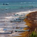 Sargassum coats the shoreline in Tulum, Quintana Roo, on April 28, 2026.