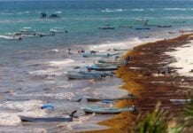 Sargassum coats the shoreline in Tulum, Quintana Roo, on April 28, 2026.