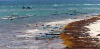 Sargassum coats the shoreline in Tulum, Quintana Roo, on April 28, 2026.