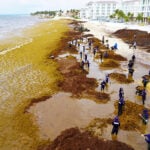 Dozens of sargassum collection workers clean a large Playa del Carmen beach covered in sargassum seaweed