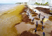 Dozens of sargassum collection workers clean a large Playa del Carmen beach covered in sargassum seaweed