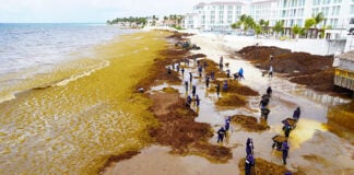 Dozens of sargassum collection workers clean a large Playa del Carmen beach covered in sargassum seaweed
