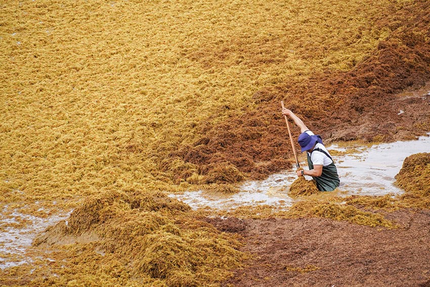 A sargassum collection workers shovels seaweed in Playa del Carmen on Tuesday. 