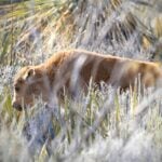 bison calf
