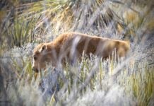 bison calf