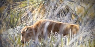bison calf