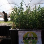 A pot of alligator juniper saplings in a large greenhouse with a sign reading "Sabino" (Spanish for alligator juniper)