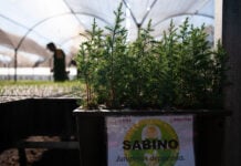 A pot of alligator juniper saplings in a large greenhouse with a sign reading "Sabino" (Spanish for alligator juniper)