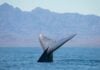 Blue whale in Loreto