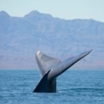 Blue whale in Loreto