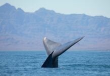 Blue whale in Loreto