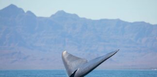 Blue whale in Loreto