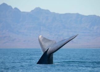 Blue whale in Loreto