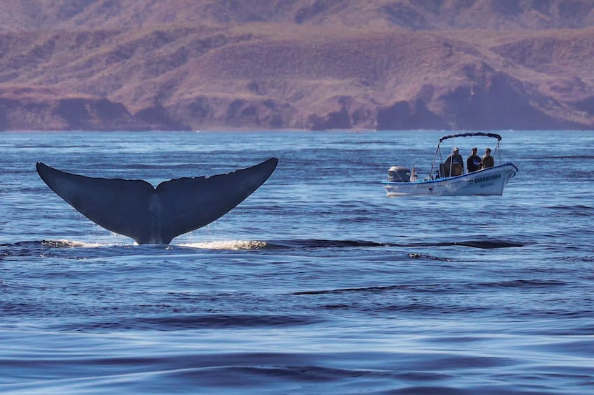 Whale watching in Loreto, Baja California Sur