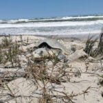 A sea turtle digs into a sandy beach