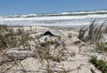 A sea turtle digs into a sandy beach
