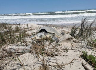 A sea turtle digs into a sandy beach