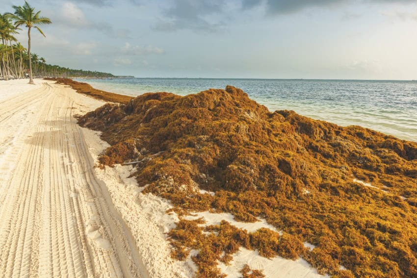 sargassum buildup on Mexican beach