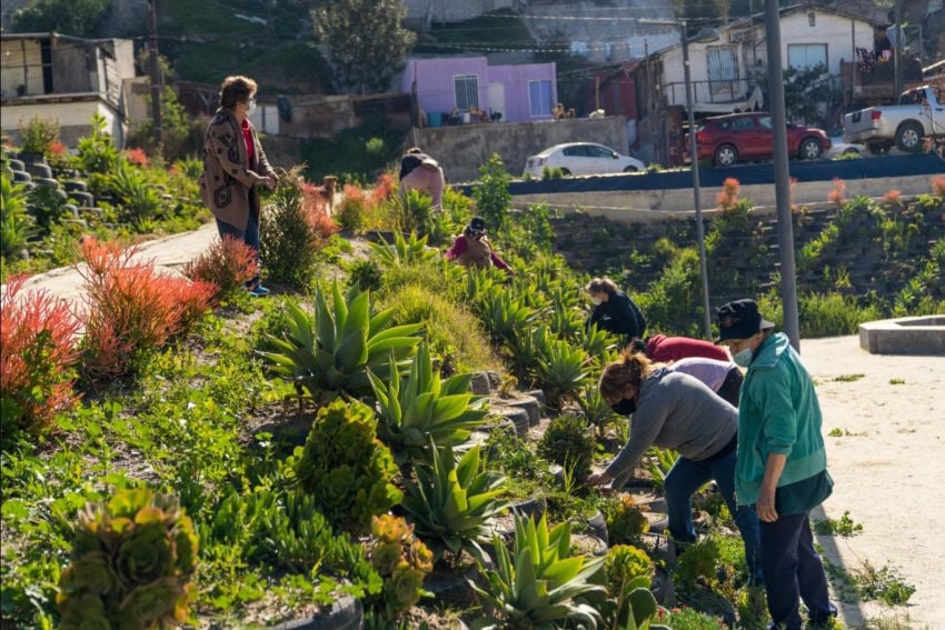 Eight adults in casual clothing tending to the vegetation in the Xicotencatl community park in greater Tijuana, Mexico. They are scattered along different sections of the vegetation, planted in a scaffolded manner along a retaining wall that borders a small street.