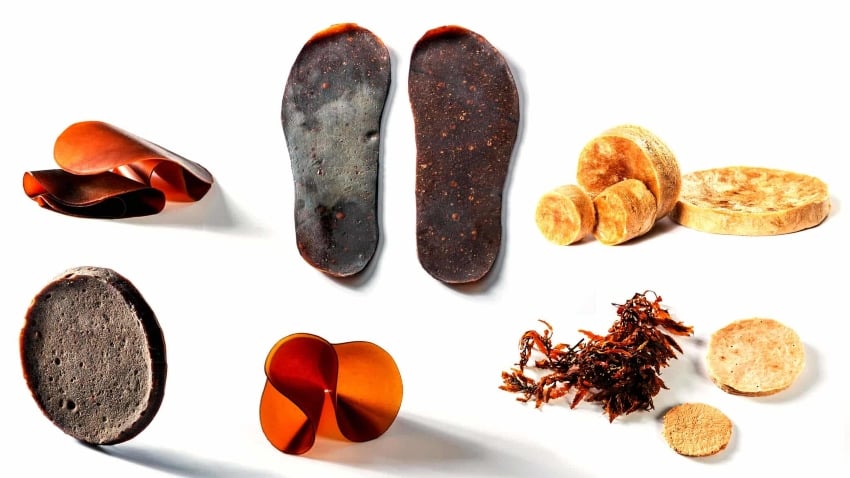 sargassum derived products
