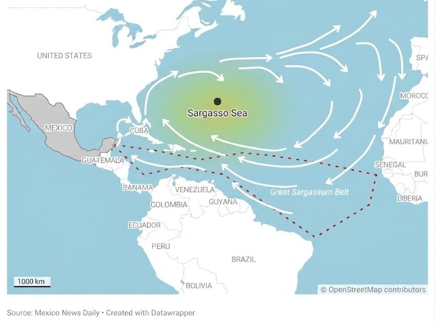 Sargassum flow in the Atlantic ocean