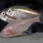 tetra fish