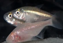 tetra fish