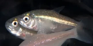 tetra fish