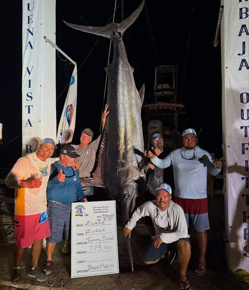 Black marlin being weighed at the Bisbee's East Cape Offshore
