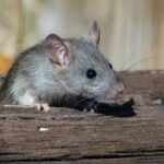 rodent