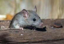 rodent