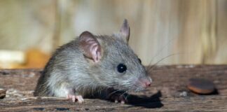 rodent