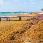 Sargassum accumulation, sargassum crisis