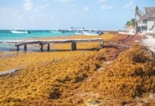 Sargassum accumulation, sargassum crisis