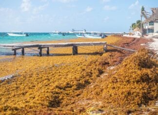 Sargassum accumulation, sargassum crisis