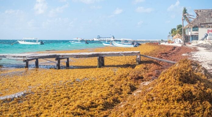 Sargassum accumulation, sargassum crisis