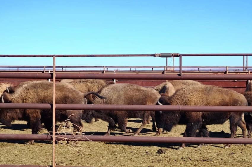 bison