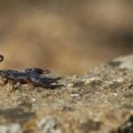 A black scorpion sitting on a rock