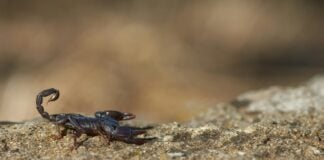 A black scorpion sitting on a rock
