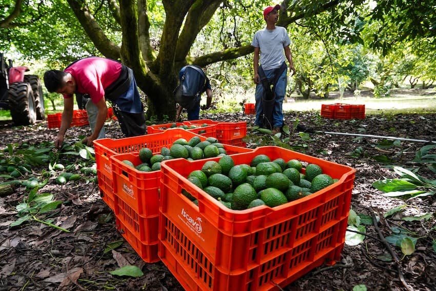 Michoacán’s avocado growers celebrate their Protected Geographical Indication