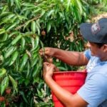 lichi farmer picking lichis