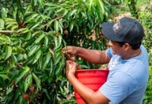 lichi farmer picking lichis