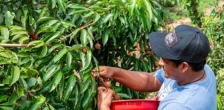 lichi farmer picking lichis