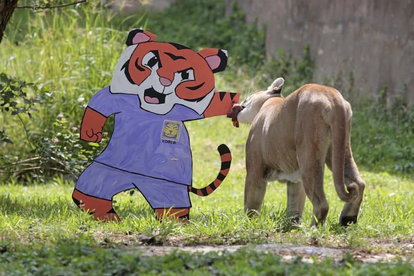 A puma named Muluk sniffed objects and moved a ball to predict South Korea beating Czechia in this Thursday’s matchup.