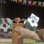 capybaras