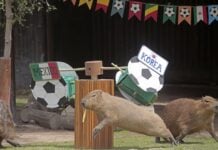 capybaras