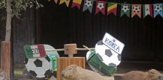 capybaras
