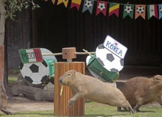 capybaras